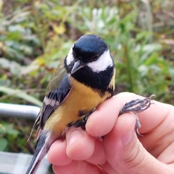 Obrockanje Zdravci 8